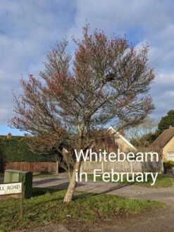 Whitebeam Tree | Sorbus Aria 'Lutescens' -Plant Specialty Store PXL 20210210 091751122.MP 2