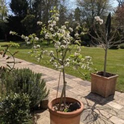 Egremont Russet Apple Tree Dwarfing Rootstock -Plant Specialty Store PXL 20210424 130844355