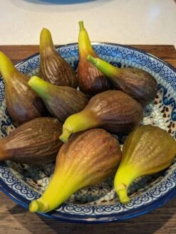 The 3 Best Fruits To Grow In Pots | Nectarine, Fig & Blueberry -Plant Specialty Store PXL 20210725 093150100 900x 9245256d 3a6c 4ba0 8c55 8c2804cda3a9