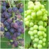 Patio Grape Vines Collection 2 Patio Grape Vines Collection -Plant Specialty Store PatioGrapes 3222fc9c ded9 4648 9149 dc0a277ae002