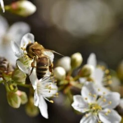 Shropshire Prune Damson Tree -Plant Specialty Store Plum add2 8dcb5e52 53fe 4f71 aec6 6468e78d7616