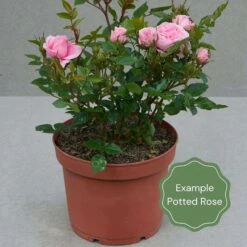 'Forever In Our Hearts®' Shrub Rose -Plant Specialty Store Potted rose example f825d870 3470 4717 9933 fdc9b8d1edef