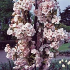 Flagpole Cherry Blossom Tree | Prunus Amanogawa -Plant Specialty Store PrunusAmanogawaG2001