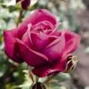 'Pure Poetry' Hybrid Tea Rose -Plant Specialty Store Pure Poetry