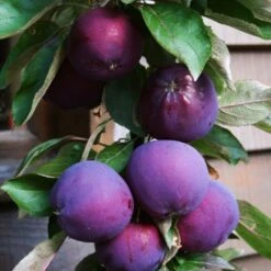 'Purple Haze' Columnar Patio Apple Tree -Plant Specialty Store PurpleHaze 3