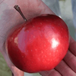 'Purple Haze' Columnar Patio Apple Tree -Plant Specialty Store PurpleHaze 6