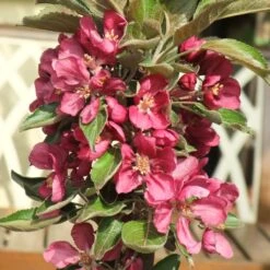 'Purple Haze' Columnar Patio Apple Tree -Plant Specialty Store PurpleHaze 2