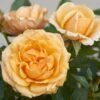 'Parade Radmila' Patio Shrub Rose -Plant Specialty Store Radmila Parade Poulpar124 N