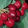Regina Cherry Tree -Plant Specialty Store Regina 1