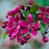 Royalty Crabapple Tree -Plant Specialty Store Royalty 1