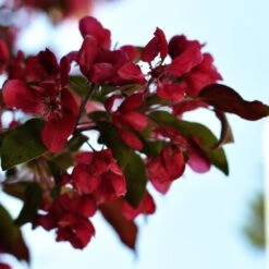 Royalty Crabapple Tree 8 Royalty Crabapple Tree -Plant Specialty Store Royalty 3