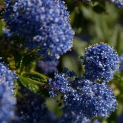 Ceanothus 'Southmead'