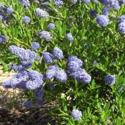 Ceanothus 'Southmead' -Plant Specialty Store SHR0012 5