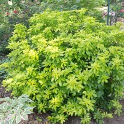 Best Shrubs For Borders -Plant Specialty Store SHR0015 2 c07024a9 fbf3 4ac2 96eb 743e2a689be9
