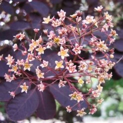 Best Flowering Shrubs -Plant Specialty Store SHR0027 2 d6f87ef8 2186 41d6 9498 60287068a837