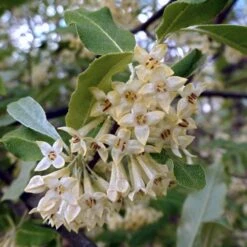 Best Small Evergreen Shrubs -Plant Specialty Store SHR0031 1 563912e4 afe6 45ad ace2 809656f9993f