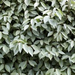 Best Flowering Evergreen Shrubs -Plant Specialty Store SHR0031 4 b593e192 c8d2 42f0 b956 7ce0bb5bd358