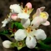 Escallonia 'Apple Blossom' -Plant Specialty Store SHR0032 1