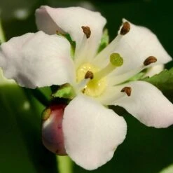 Escallonia 'Apple Blossom' 8 Escallonia 'Apple Blossom' -Plant Specialty Store SHR0032 3