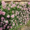Escallonia 'Pink Elle' -Plant Specialty Store SHR0033 1