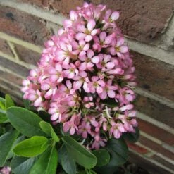 Escallonia 'Pink Elle' -Plant Specialty Store SHR0033 3