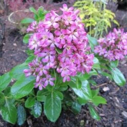 Escallonia 'Pink Elle' -Plant Specialty Store SHR0033 4