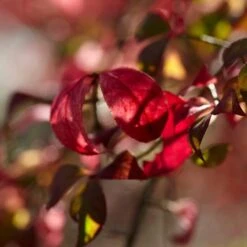 Euonymus Alatus 'Blade Runner' -Plant Specialty Store SHR0034 3