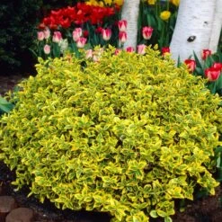 Euonymus 'Emerald 'n' Gold' -Plant Specialty Store SHR0035 3