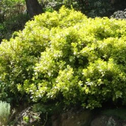 Euonymus 'Emerald 'n' Gold' -Plant Specialty Store SHR0035 4