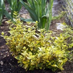 Euonymus 'Emerald 'n' Gold' -Plant Specialty Store SHR0035 5