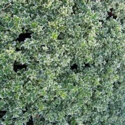 Euonymus 'Emerald Gaiety' -Plant Specialty Store SHR0036 3