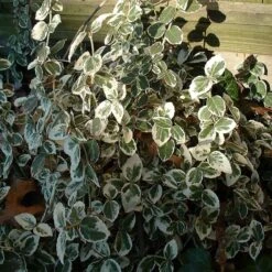 Euonymus 'Emerald Gaiety' -Plant Specialty Store SHR0036 8