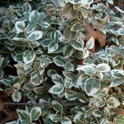 Euonymus 'Emerald Gaiety' -Plant Specialty Store SHR0036 9