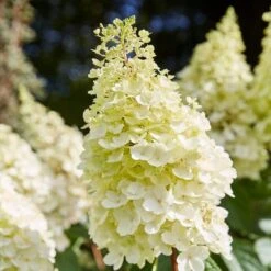 Best Shrubs For Shade -Plant Specialty Store SHR0046 1 c3cb1a59 bc1f 4193 9c29 bb636158196c