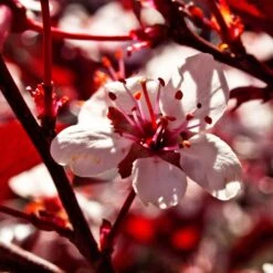 Photinia 'Red Robin' 19 Photinia 'Red Robin' -Plant Specialty Store SHR0054 1