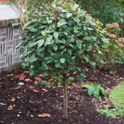 Photinia 'Red Robin' 14 Photinia 'Red Robin' -Plant Specialty Store SHR0054 10