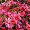 Photinia 'Red Robin' -Plant Specialty Store SHR0054 3