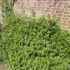 Pittosporum 'Golden Ball' -Plant Specialty Store SHR0056 1
