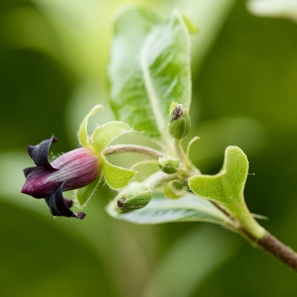 Pittosporum 'Golden Ball' 4 Pittosporum 'Golden Ball' - Image 2