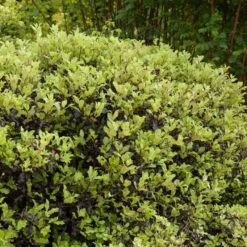 Pittosporum 'Golden Ball' 7 Pittosporum 'Golden Ball' -Plant Specialty Store SHR0056 3