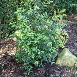 Best Small Evergreen Shrubs -Plant Specialty Store SHR0058 1 e658f02d acb1 45cd b15c 5cc27c60092e