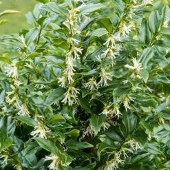 Best Flowering Evergreen Shrubs -Plant Specialty Store SHR0062 1 f7e44b35 4443 4e1f b9ca 5dd40e3c765d