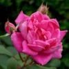 'Antike' Climbing Rose 2 'Antike' Climbing Rose -Plant Specialty Store SHR0066 1