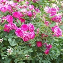 'Antike' Climbing Rose -Plant Specialty Store SHR0066 3
