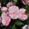 'My Beloved Mother' Shrub Rose -Plant Specialty Store SHR0067 1