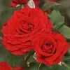 'Joyful Anniversary' Shrub Rose 2 'Joyful Anniversary' Shrub Rose -Plant Specialty Store SHR0068 1