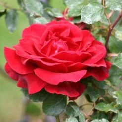 'Don Juan' Climbing Rose -Plant Specialty Store SHR0069 2