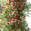 'Don Juan' Climbing Rose -Plant Specialty Store SHR0069 4