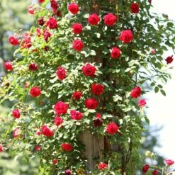 Repeat Flowering Climbing Rose Collection -Plant Specialty Store SHR0069 4 9ae142bb fe7a 4856 a256 ba093ca98e65