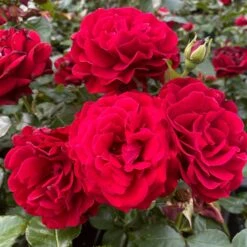 Shrub Rose Collection | Roses For The Border 12 Shrub Rose Collection | Roses For The Border -Plant Specialty Store SHR0070 1 eca00d9d b394 4ee5 a381 4f5d6f10092c